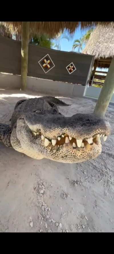 Agalator wants to be taken seriously and hates getting petted