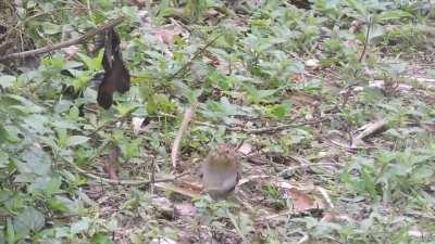 This is the rare and impressive dance of the Saci, a common bird in Brazil. They have some pretty incredible moves.