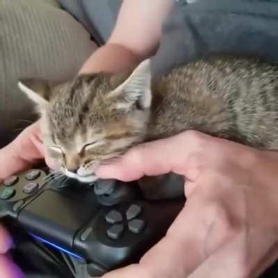 PlayKitten4