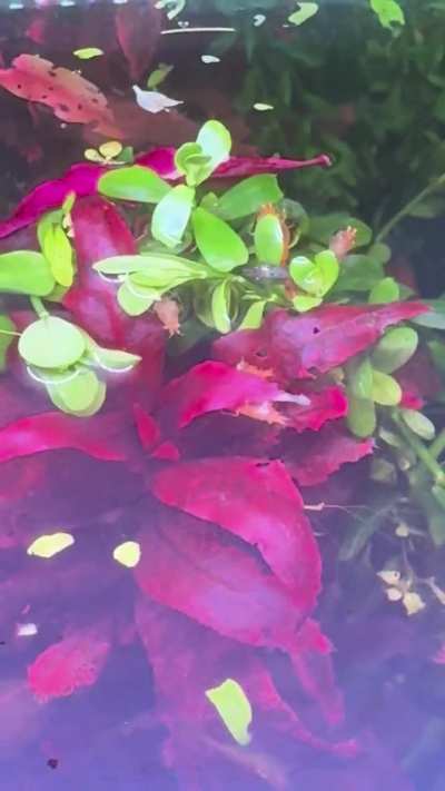 Dancing on the ceiling