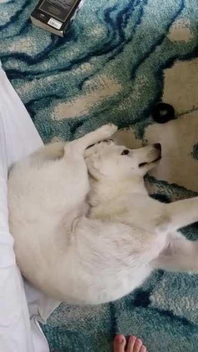 I don't know what happened to him, I heard some commotion and went to check on them, and found him like this...XD