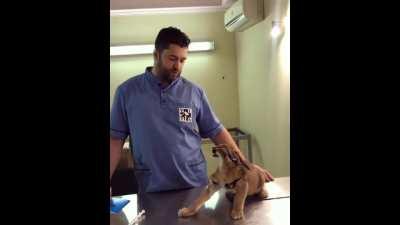 I no needs dat shot, Dr. Vet Guy!!!!