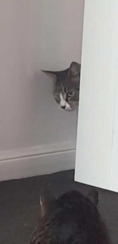 My cat aborts mission