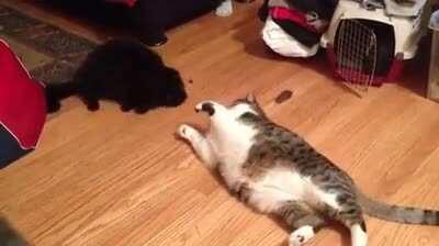 Битва жирных котов