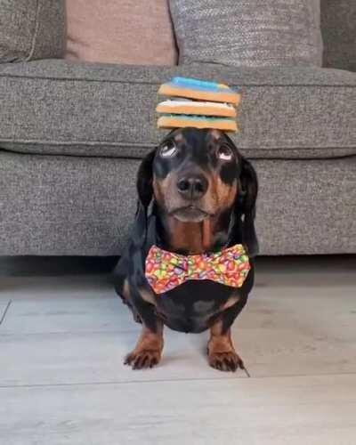 IT'S MY 7th BIRTHDAY!! Thanks to all my fans who sent me presents and birthday messages! I'm being spoilt with belly rubs, treats and toys today!'