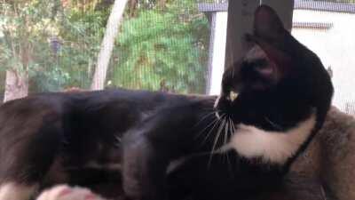 Sydney likes to sing while playing the wind chimes with her tail