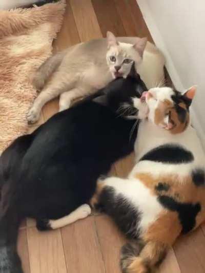 Saw this while visiting a friend, why do they do this?