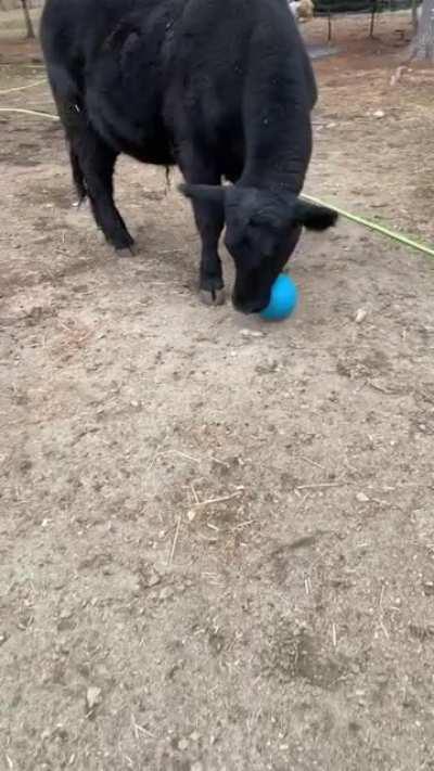 Joey Playing With Soccer Ball At Graysland Animal Sanctuary