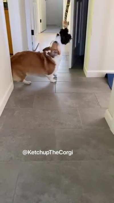 Corgi to the rescue