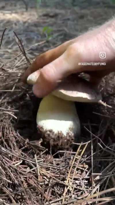 Tapping on mushrooms to assess density 