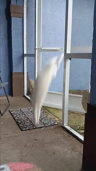 Ninja Cat!