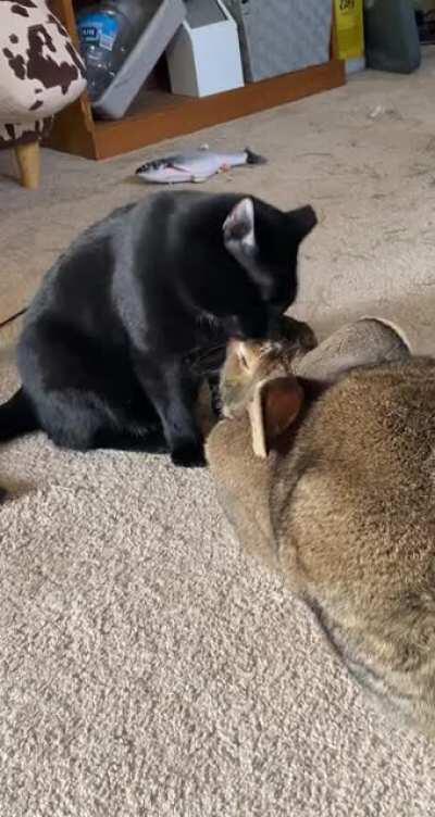 Just my babies being adorable