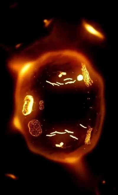 Mitosis cell division: visualized