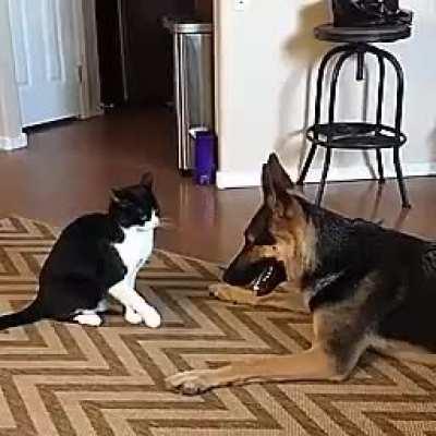 The amount of forgiveness in that feline is over 9,000