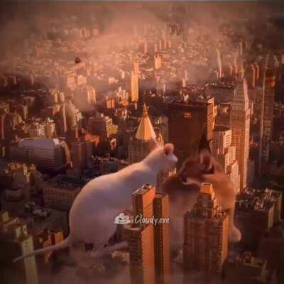 Floppa gonna win and thats final 😤😤