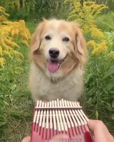 Собака (кэп уже тут)