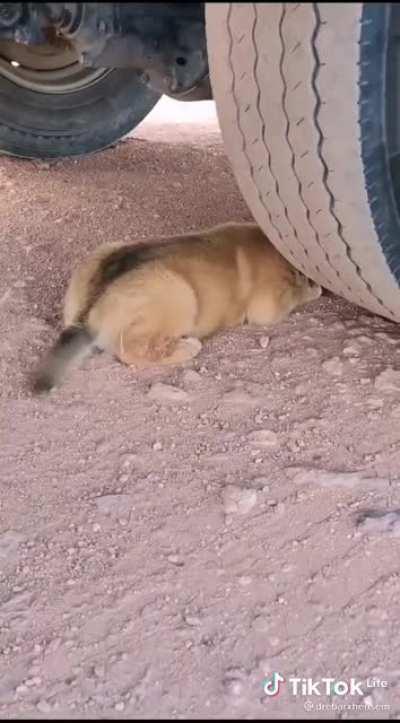 Doggo wanna be your friend