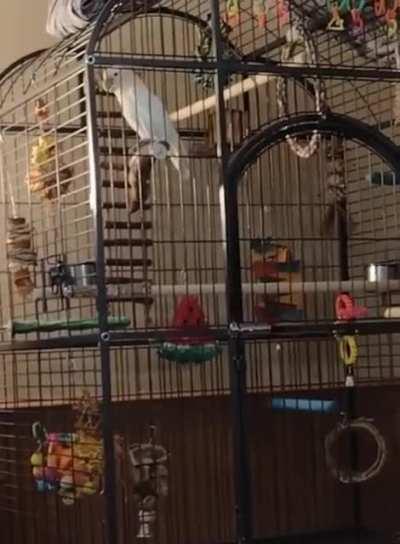 Stanley singing the song of his people.