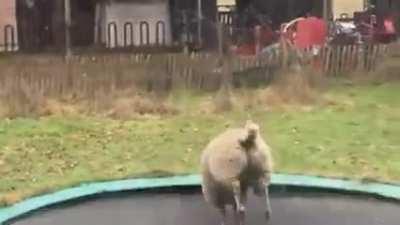Woolly Bounce: Watch as a Clever Sheep Masters the Trampoline