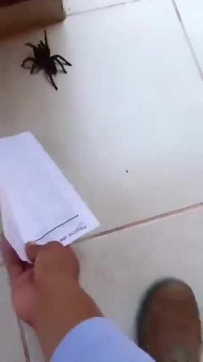 Dont kill spiders!Return them to nature with a piece of paper? Nope!