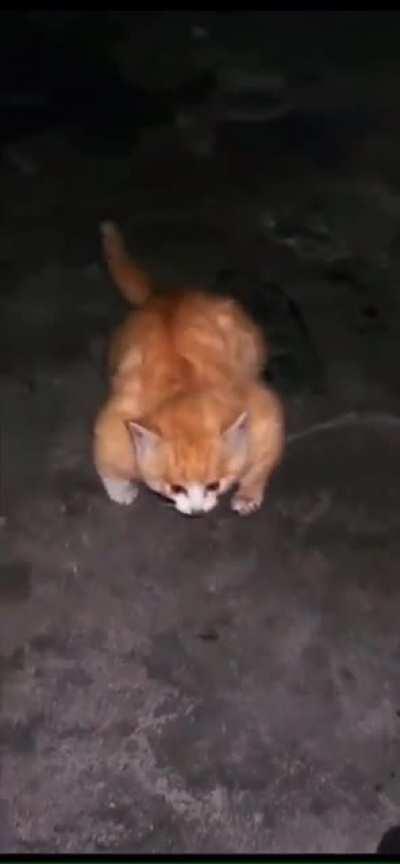 This cat watches way to much jojo's 💀