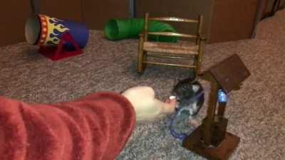 Donut Raising a Mini Wishing Well Bucket & Doing an Agility Course!