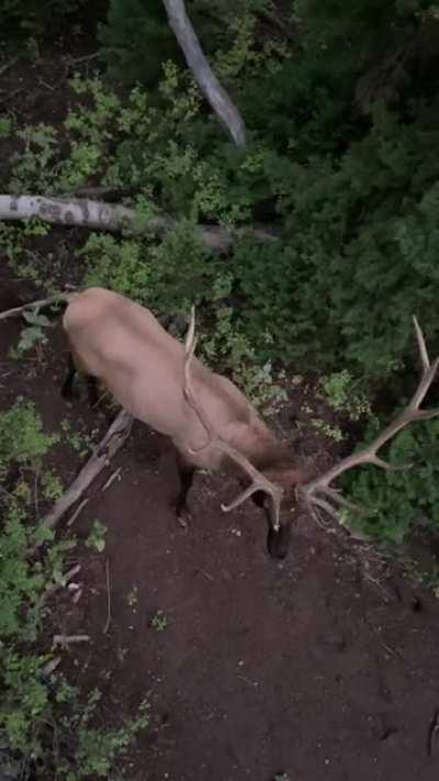 When you have a cow tag and the animals know it…