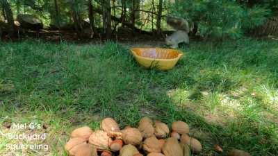 A squirrel flies into my camera!🤣