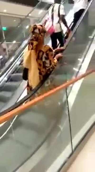 Woman tries escalator for the first time in Kenya
