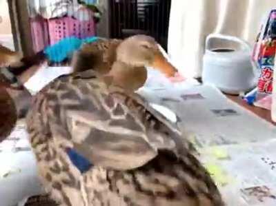 Sound on for extra chaos.