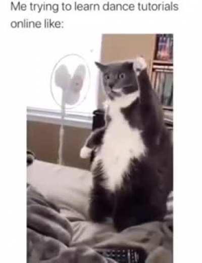 Everybody dance meow!