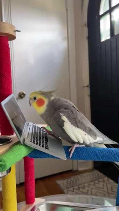 Saturday afternoon dance party with Chicken!