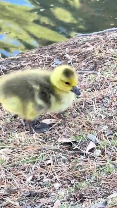Goslings Near My Home! Video 1
