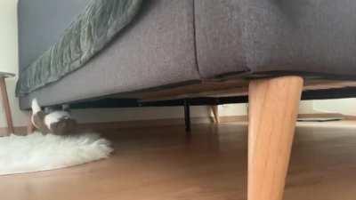 Upside down demon cat