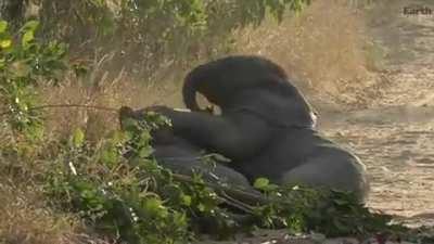 two baby elephants being silly