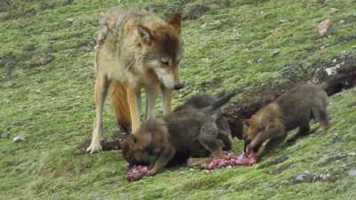🔥Himalayan wolf brings dinner home to his pups