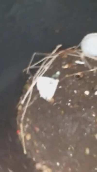 I have never seen so many snails in one place before.