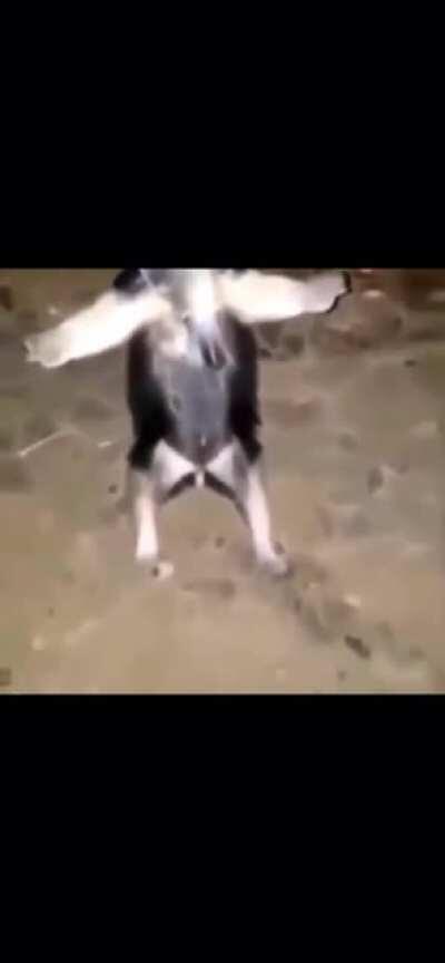 Guardo, Blocker of Paths..