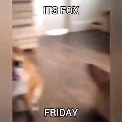 IT'S FOX FRIDAY 🦊🦊🦊🦊🦊🦊