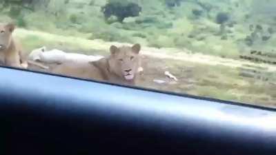 What could go wrong driving through a safari in an unlocked car