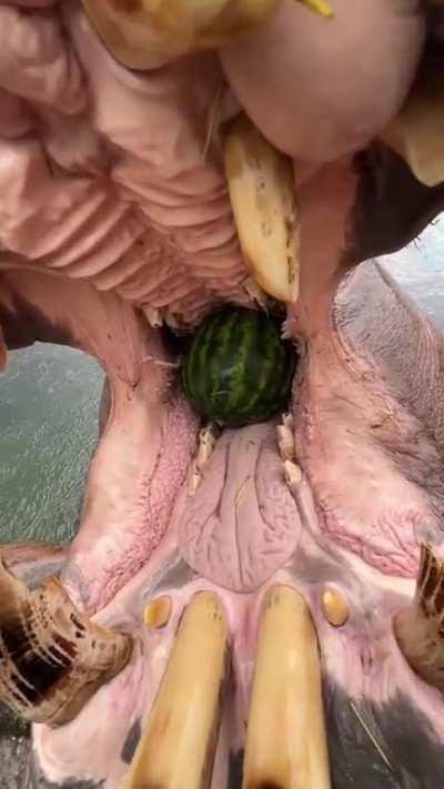 Inside a hippos mouth