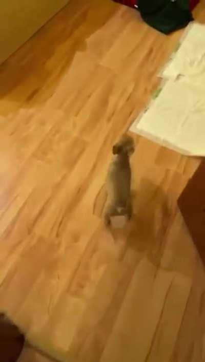 Sisi is sick. Sisi is 5 months old and behave very strange and I'm terrify and don't know what to do. Maybe you guys will have an advice. I'm attaching a movie below.