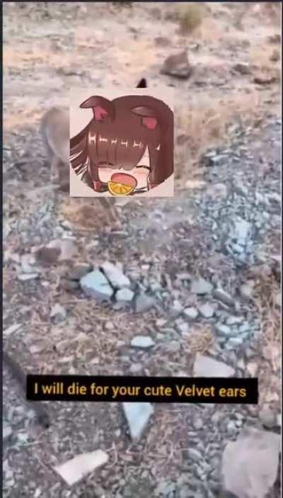 Don't get too comfortable around foxes SKK