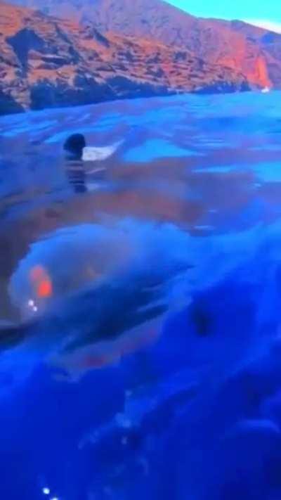 Great white shark appears out of nowhere