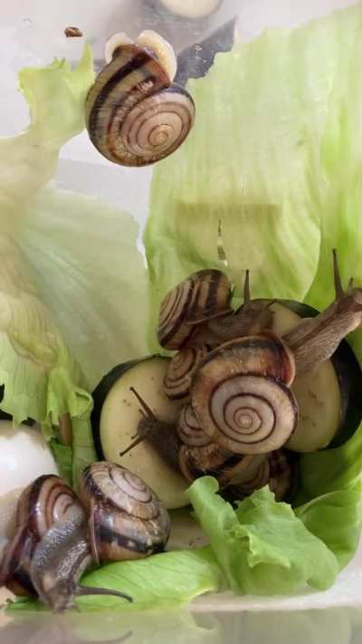 Today's snails' lunch is lettuce😋🥬🐌
