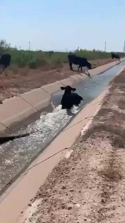 It appears that there's a clog in the trough