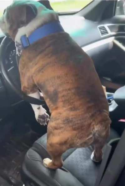 Dog left in a car gets all horny