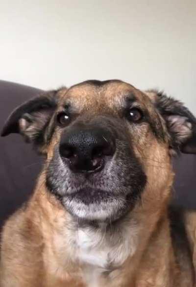 To not bark at the delivery man