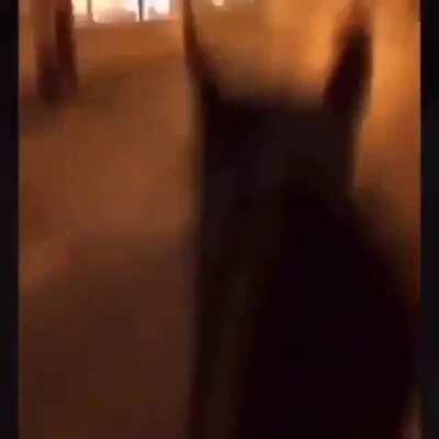 A protester stole a police horse in chicago