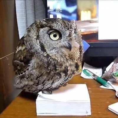 This guy sings when he needs attention